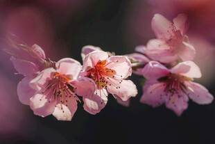 桃花