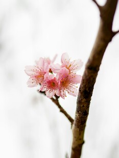 枝头绽放的粉嫩樱花
