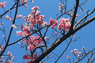 蓝天映衬下的粉嫩梅花