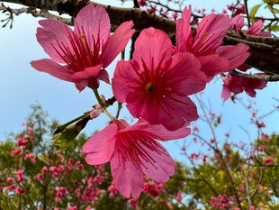 枝头绽放的艳丽梅花