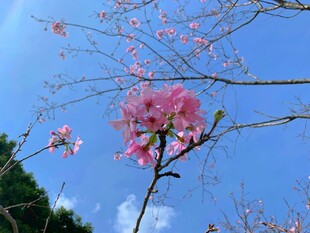 蓝天梅花