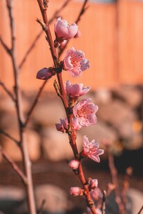枝头绽放的粉嫩桃花