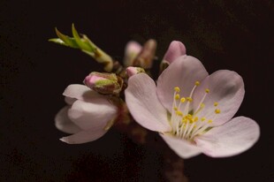 粉嫩杏花绽放