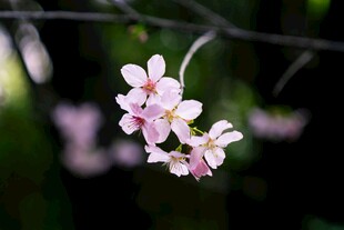枝头绽放的粉嫩樱花