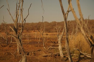 荒野枯木景象