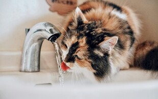 猫咪水龙头下玩耍