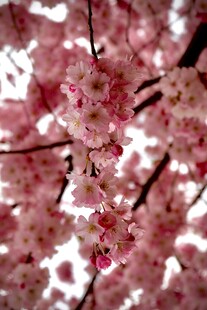 烂漫樱花绽放枝头