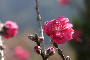 娇艳绽放的枝头粉色梅花