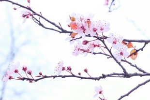 枝头绽放的粉嫩杏花