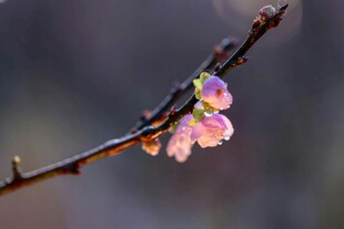 枝头绽放的粉嫩梅花