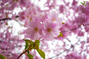烂漫樱花绽放枝头