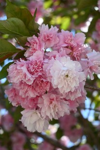 烂漫粉色樱花绽放枝头