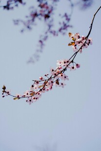 枝头绽放的粉嫩樱花