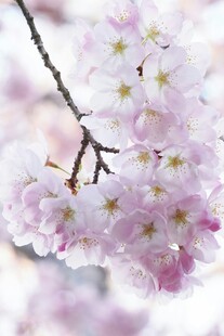 枝头绽放的粉嫩樱花