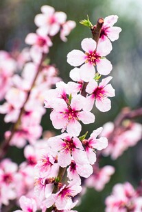 粉嫩桃花绽放枝头