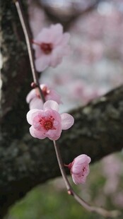 枝头绽放的粉嫩梅花