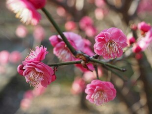 娇艳绽放的粉色梅花