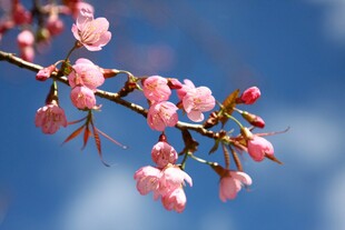 枝头粉嫩樱花绽