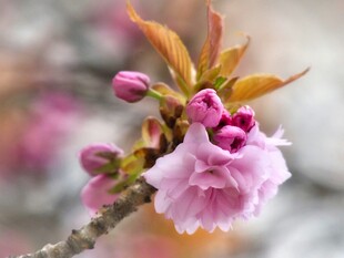 枝头绽放的粉嫩樱花