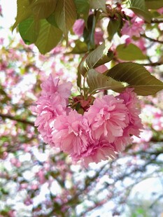 娇艳粉色樱花枝头绽放
