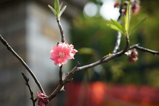 枝头绽放的娇艳桃花