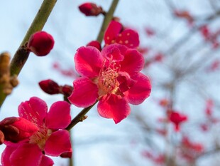 枝头绽放的娇艳红梅花