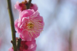 娇艳绽放的粉色梅花