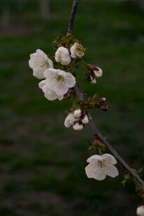 枝头绽放的白色梅花