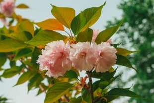 娇艳粉色樱花