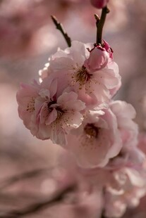 粉嫩桃花枝头绽放