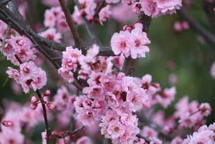 粉嫩桃花绽放枝头