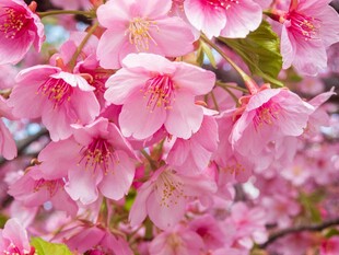 烂漫粉色樱花绽放