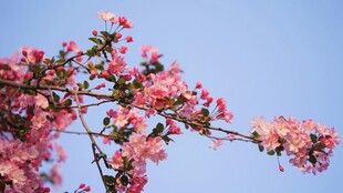 海棠花