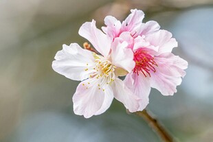 娇艳桃花绽放