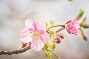 枝头绽放的娇艳粉色樱花