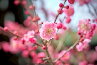 娇艳绽放的粉色梅花