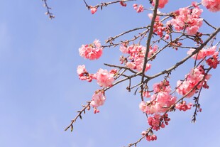 蓝天映衬下的粉嫩樱花