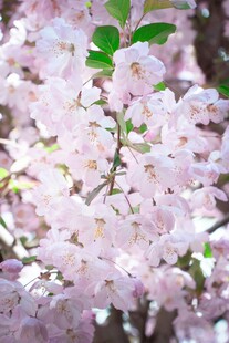 烂漫粉色樱花绽放枝头