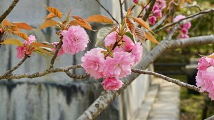 枝头绽放的粉嫩樱花