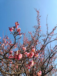 蓝天映衬下的粉嫩桃花