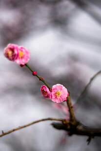 枝头绽放的娇艳粉色梅花