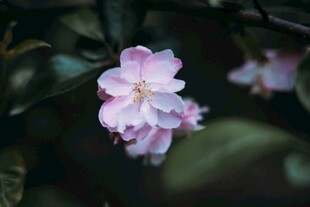 娇艳粉色桃花