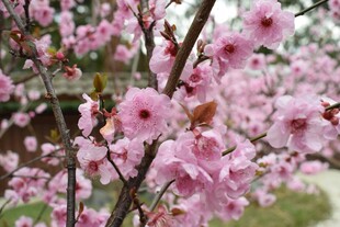 盛开的粉色樱花枝头
