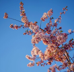 蓝天映衬下的烂漫樱花枝