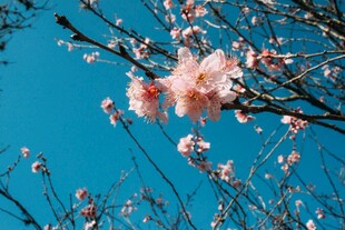 蓝天映衬下的粉嫩桃花