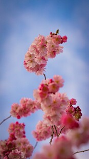 枝头樱花