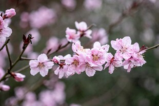 粉嫩桃花绽放枝头