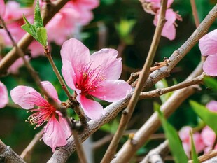 娇艳桃花绽放枝头