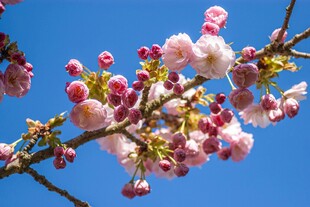 蓝天映衬下的粉嫩樱花枝