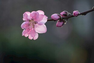 一枝娇艳的粉色桃花